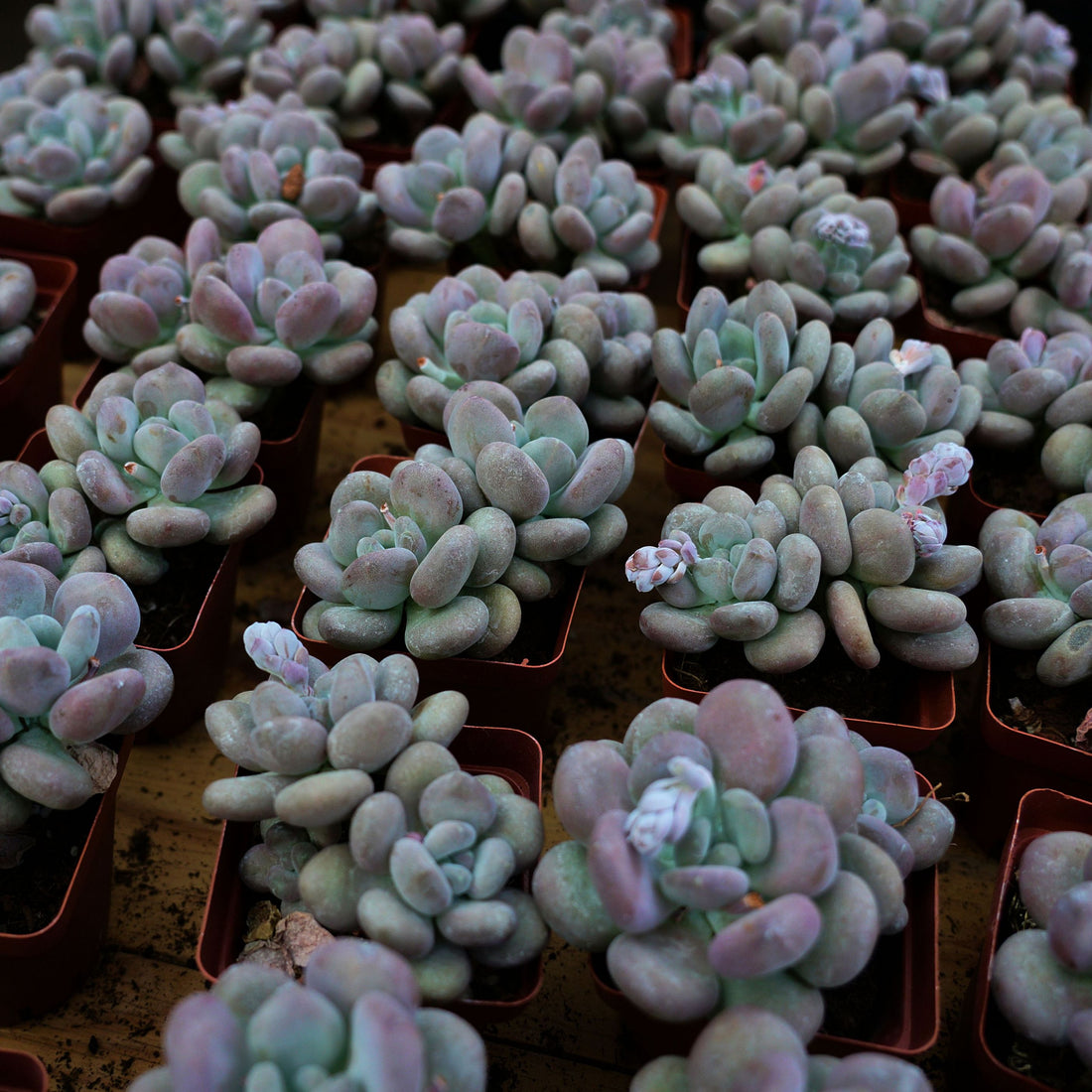 3'' Pachyphytum Autumn Beauty, Rare Live Succulent Plants