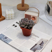 3'' Pachyphytum Autumn Beauty, Rare Live Succulent Plants