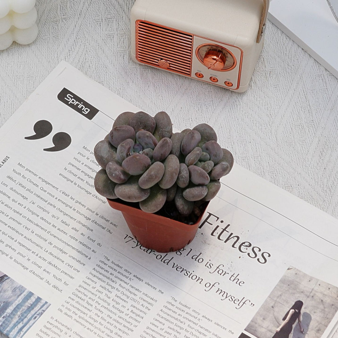 3'' Pachyphytum Autumn Beauty, Rare Live Succulent Plants