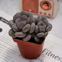 3'' Pachyphytum Autumn Beauty, Rare Live Succulent Plants