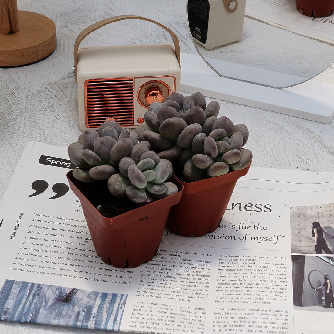 3'' Pachyphytum Autumn Beauty, Rare Live Succulent Plants