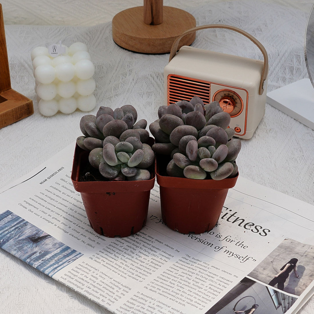 3'' Pachyphytum Autumn Beauty, Rare Live Succulent Plants
