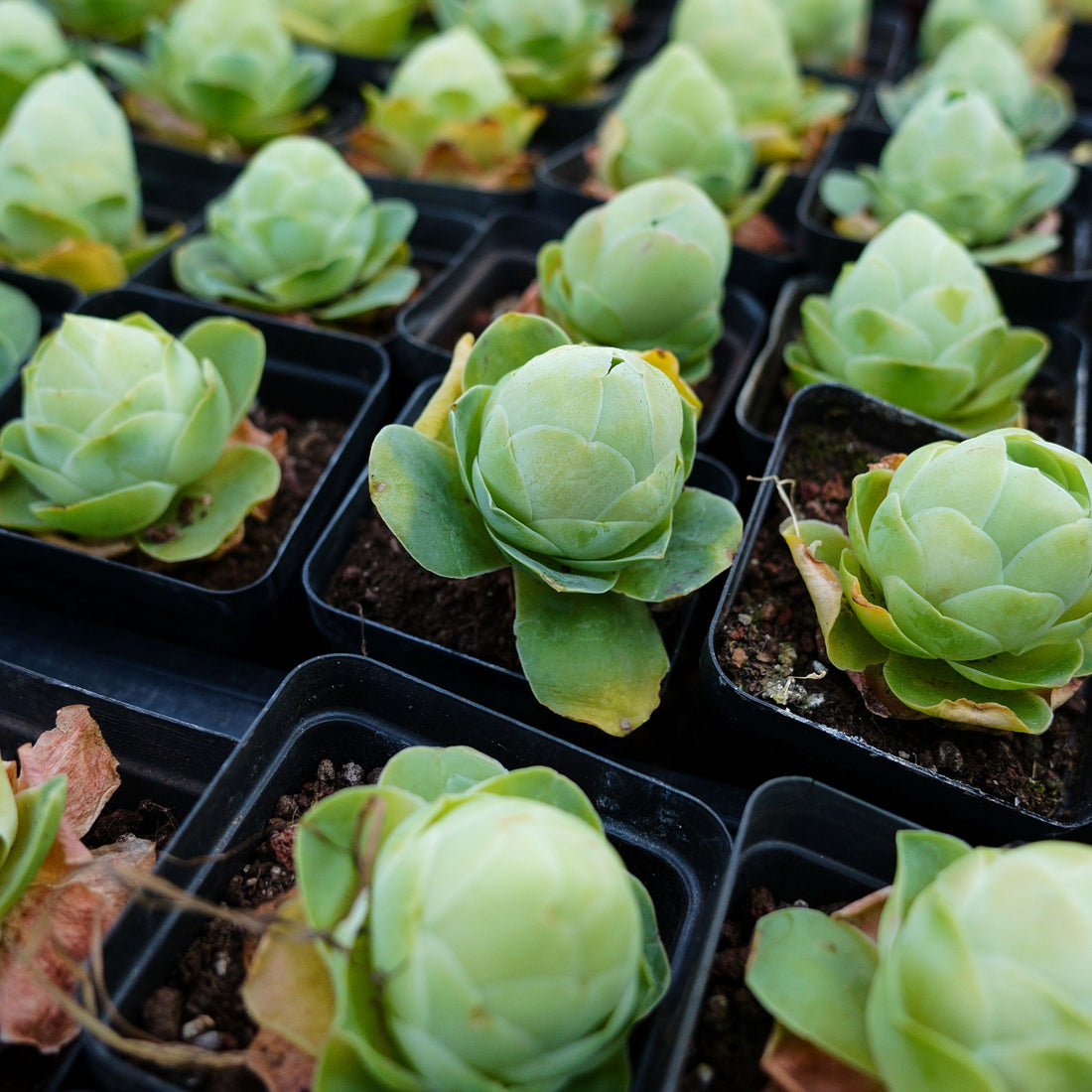 2'' Greenovia Diplocycla Gigantea, Rare Live Succulent Plants