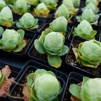 2'' Greenovia Diplocycla Gigantea, Rare Live Succulent Plants