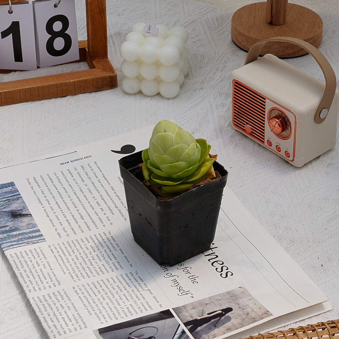 2'' Greenovia Diplocycla Gigantea, Rare Live Succulent Plants