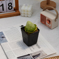 2'' Greenovia Diplocycla Gigantea, Rare Live Succulent Plants