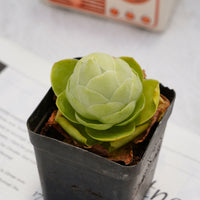 2'' Greenovia Diplocycla Gigantea, Rare Live Succulent Plants
