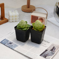 2'' Greenovia Diplocycla Gigantea, Rare Live Succulent Plants