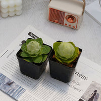 2'' Greenovia Diplocycla Gigantea, Rare Live Succulent Plants