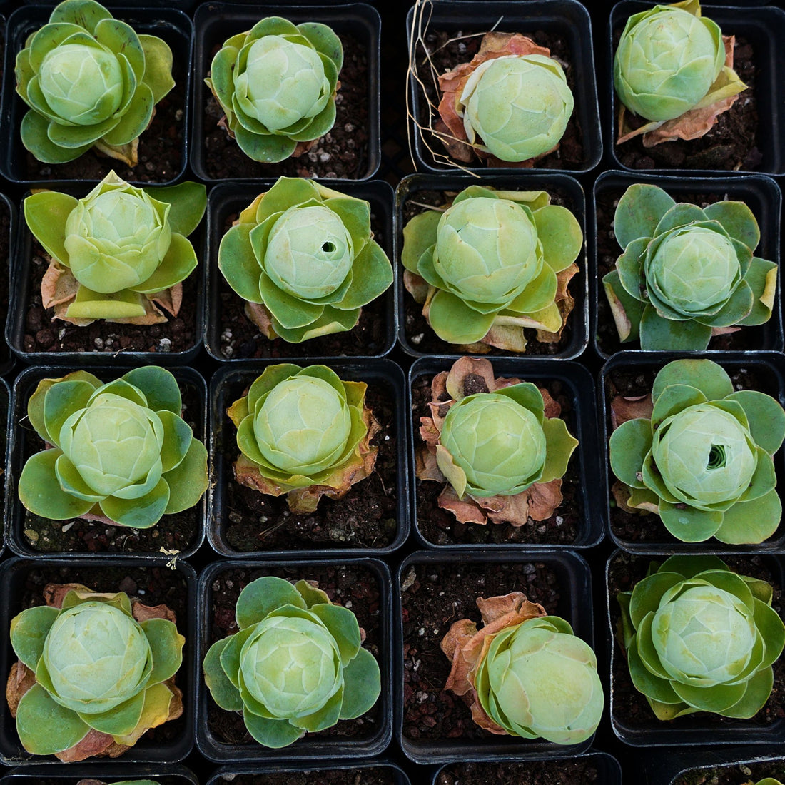 2'' Greenovia Diplocycla Gigantea, Rare Live Succulent Plants