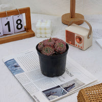 4'' Echeveria Blue Minima, Rare Live Succulent Plants