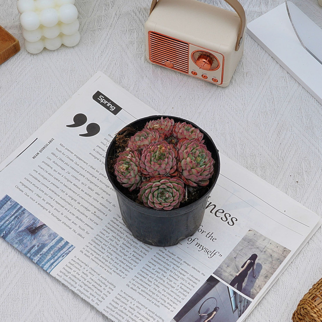 4'' Echeveria Blue Minima, Rare Live Succulent Plants