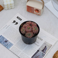 4'' Echeveria Blue Minima, Rare Live Succulent Plants
