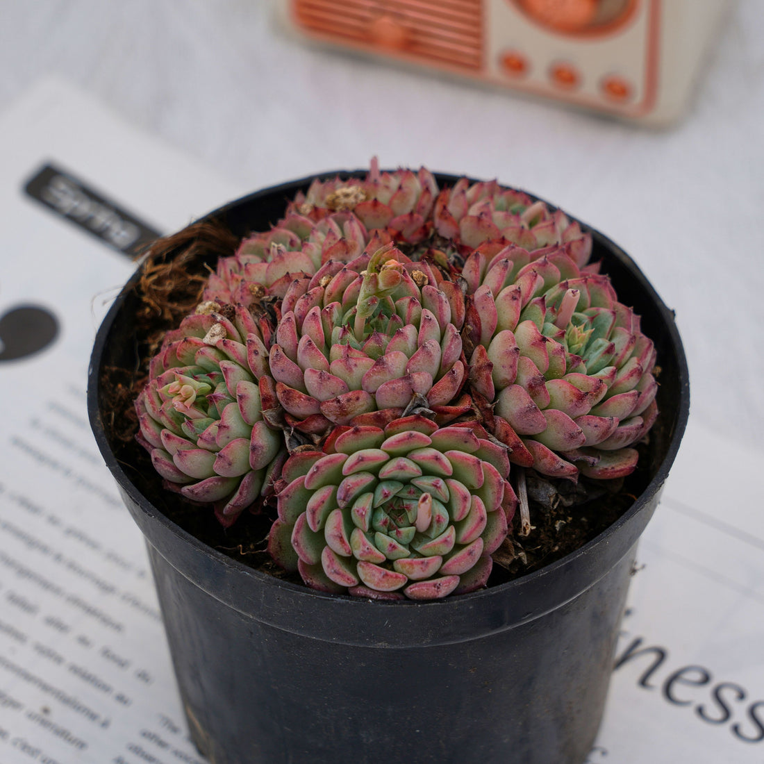 4'' Echeveria Blue Minima, Rare Live Succulent Plants