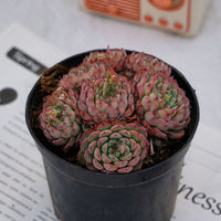 4'' Echeveria Blue Minima, Rare Live Succulent Plants