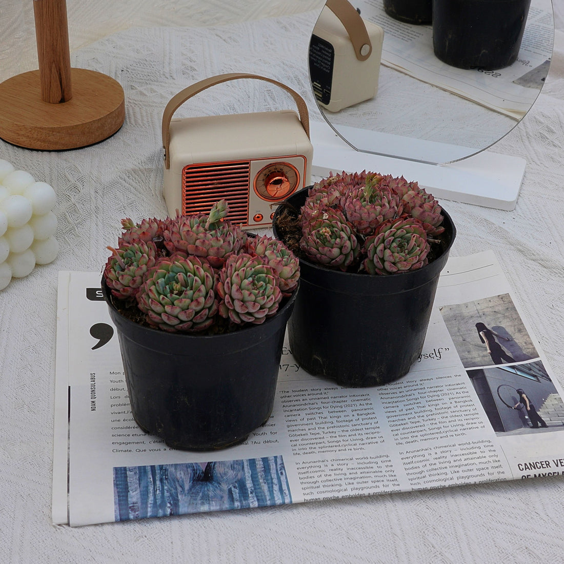 4'' Echeveria Blue Minima, Rare Live Succulent Plants