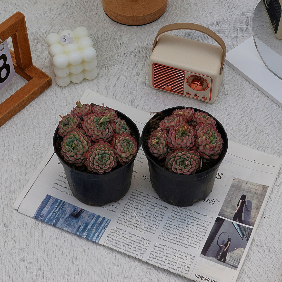 4'' Echeveria Blue Minima, Rare Live Succulent Plants