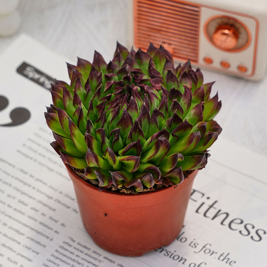 4'' Echeveria Valkyrie, Rare Live Succulent Plants