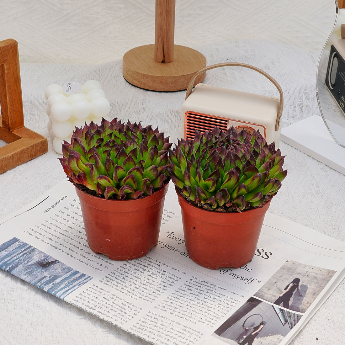 4'' Echeveria Valkyrie, Rare Live Succulent Plants