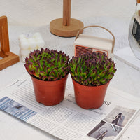 4'' Echeveria Valkyrie, Rare Live Succulent Plants