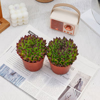 4'' Echeveria Valkyrie, Rare Live Succulent Plants