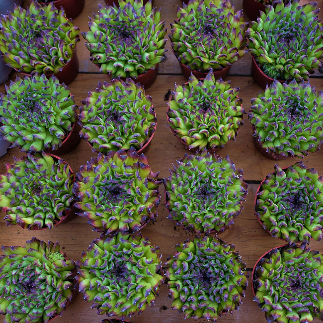 4'' Echeveria Valkyrie, Rare Live Succulent Plants