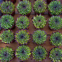 4'' Echeveria Valkyrie, Rare Live Succulent Plants