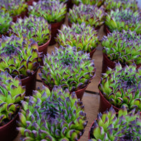 4'' Echeveria Valkyrie, Rare Live Succulent Plants