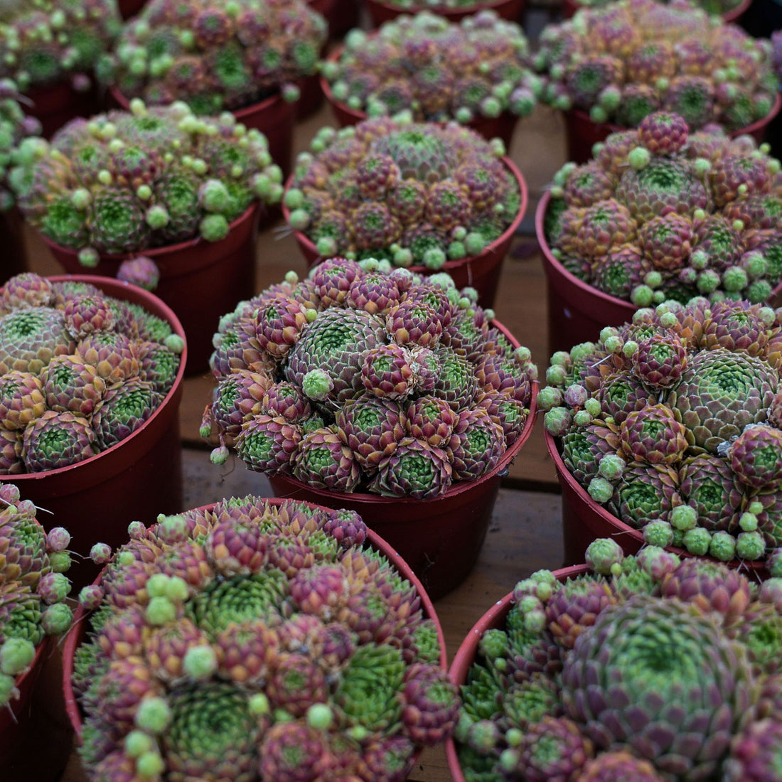 4'' Sempervivum Houseleek, Rare Live Succulent Plants