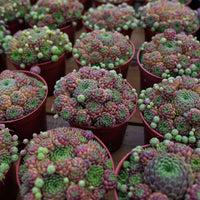 4'' Sempervivum Houseleek, Rare Live Succulent Plants