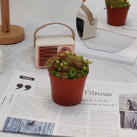 4'' Sempervivum Houseleek, Rare Live Succulent Plants