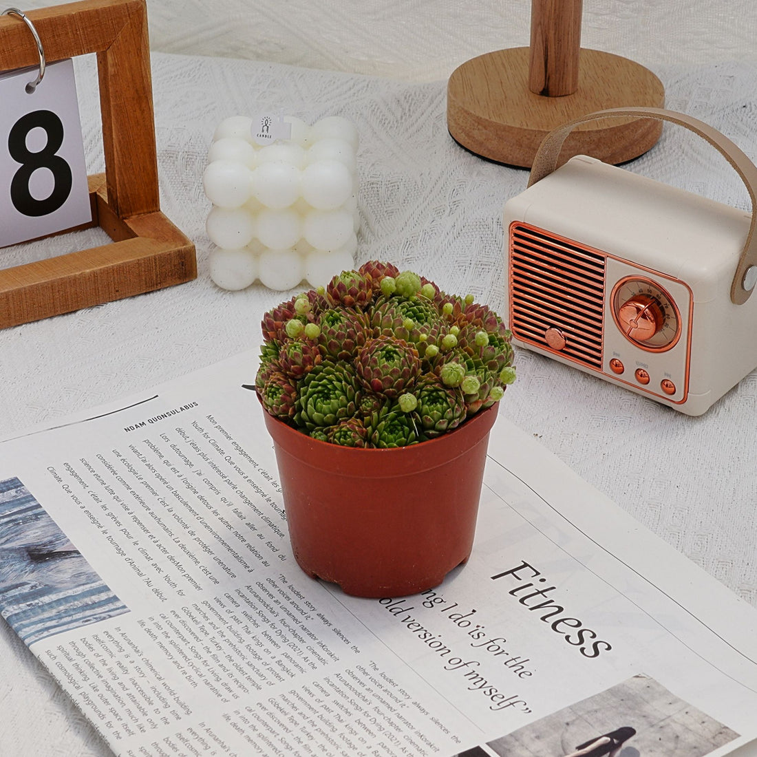 4'' Sempervivum Houseleek, Rare Live Succulent Plants
