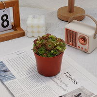 4'' Sempervivum Houseleek, Rare Live Succulent Plants