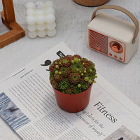 4'' Sempervivum Houseleek, Rare Live Succulent Plants