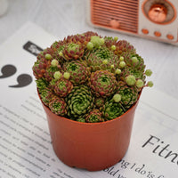 4'' Sempervivum Houseleek, Rare Live Succulent Plants