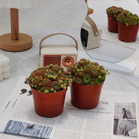 4'' Sempervivum Houseleek, Rare Live Succulent Plants