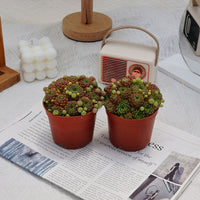 4'' Sempervivum Houseleek, Rare Live Succulent Plants