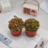 4'' Sempervivum Houseleek, Rare Live Succulent Plants