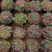 4'' Sempervivum Houseleek, Rare Live Succulent Plants
