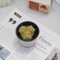 3'' Echeveria Maimang, Rare Live Succulent Plants