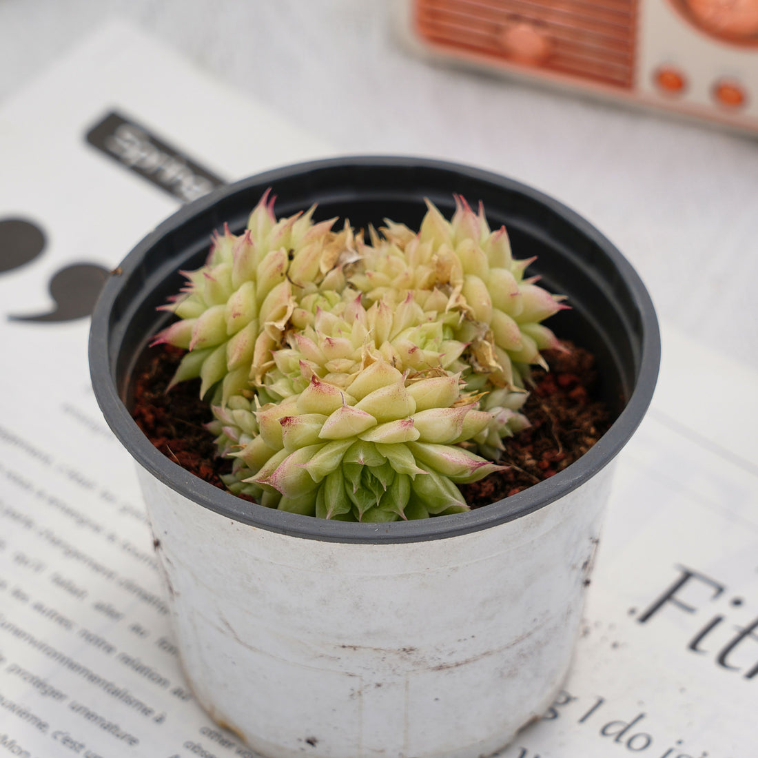 3'' Echeveria Maimang, Rare Live Succulent Plants
