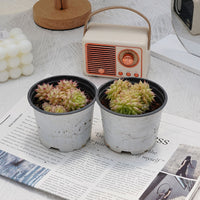 3'' Echeveria Maimang, Rare Live Succulent Plants