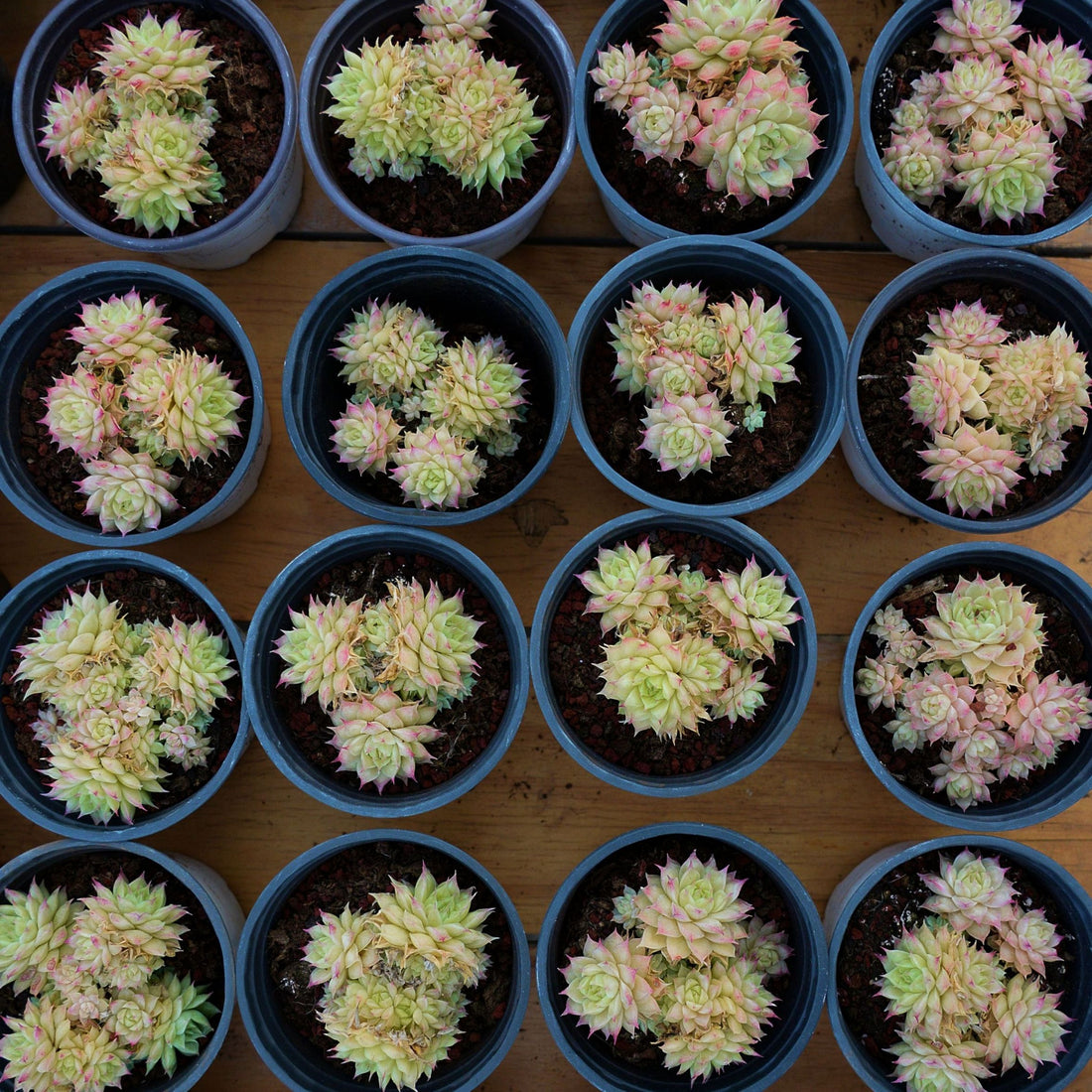 3'' Echeveria Maimang, Rare Live Succulent Plants