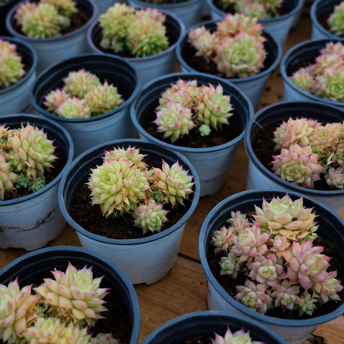 3'' Echeveria Maimang, Rare Live Succulent Plants