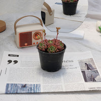 3.5'' Echeveria Cute Bubble, Rare Live Succulent Plants