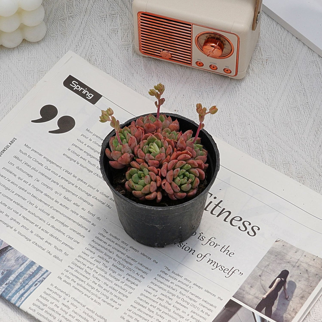 3.5'' Echeveria Cute Bubble, Rare Live Succulent Plants