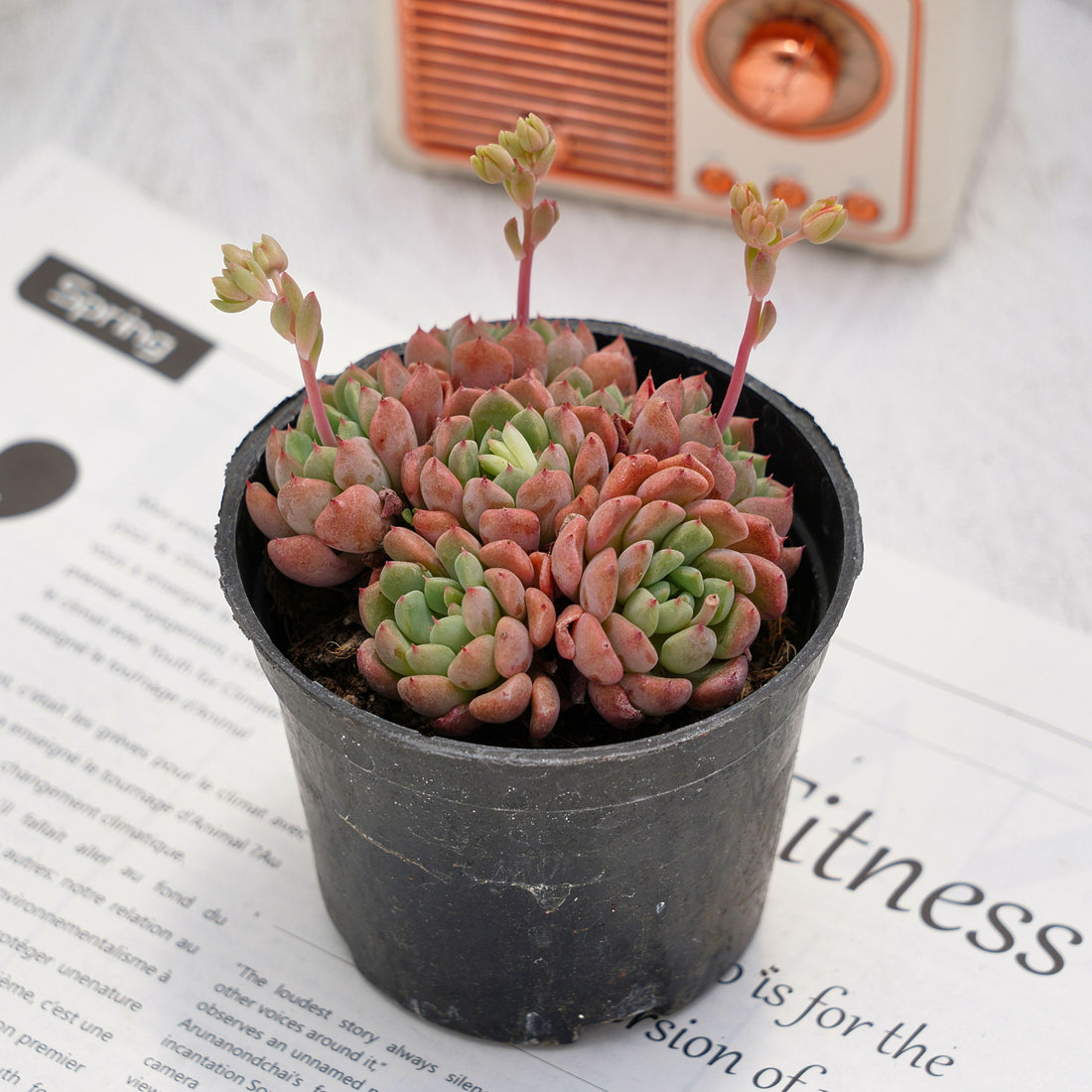 3.5'' Echeveria Cute Bubble, Rare Live Succulent Plants