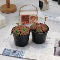 3.5'' Echeveria Cute Bubble, Rare Live Succulent Plants