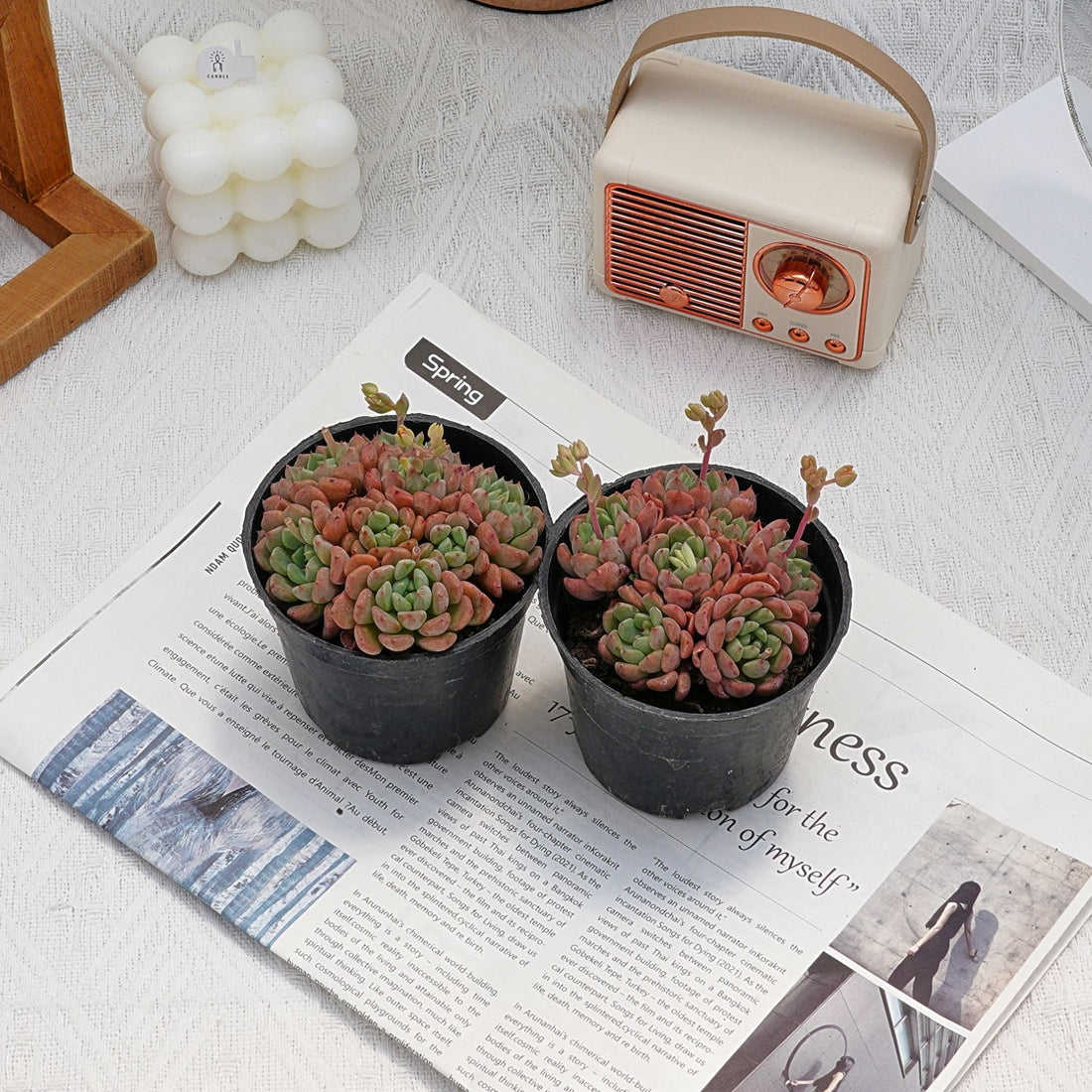 3.5'' Echeveria Cute Bubble, Rare Live Succulent Plants