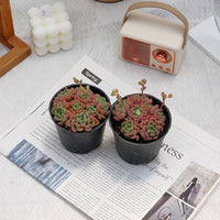 3.5'' Echeveria Cute Bubble, Rare Live Succulent Plants